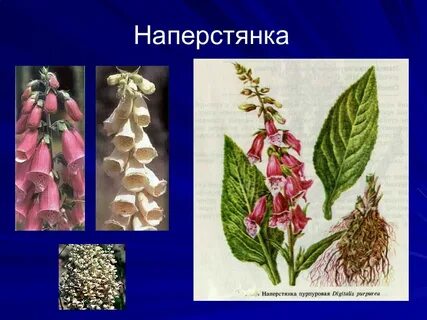 Наперстянка сырье