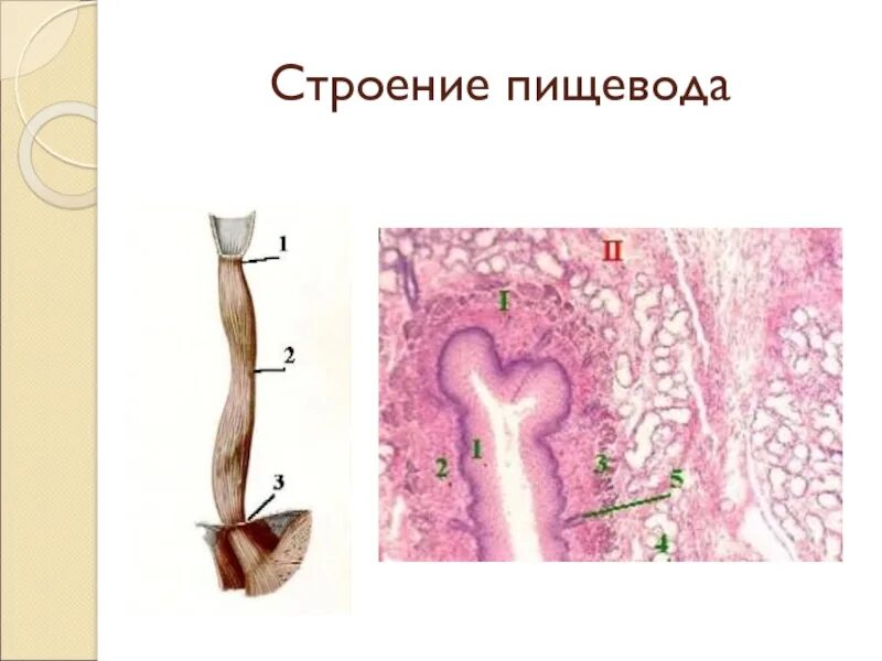 Пищевод препарат анатомия. Строение пищевода. Структура строения пищевода. Микроскопическое строение пищевода. Лимфоузлы пищевода