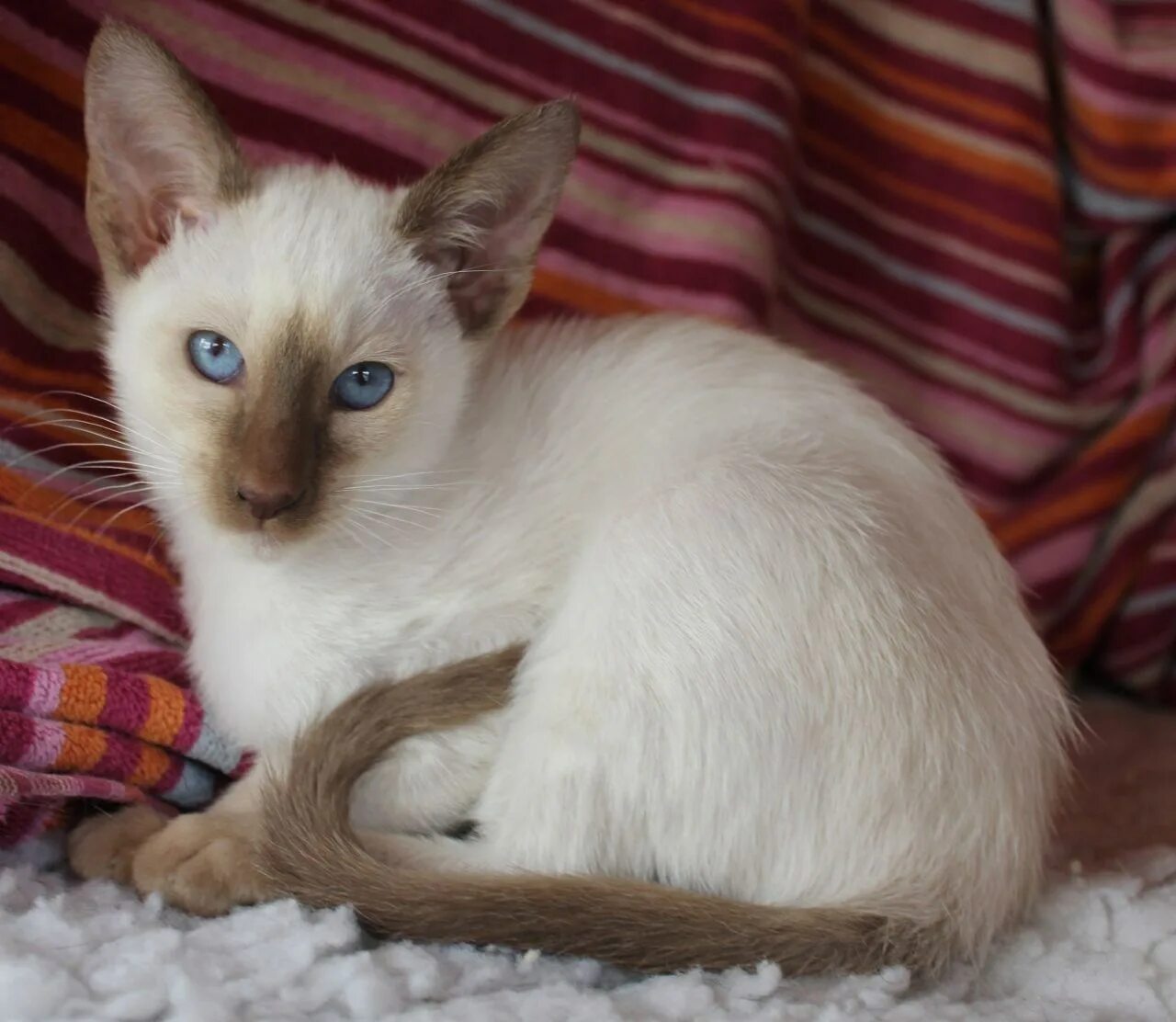 Породы сиамского окраса. Тайская кошка колор Пойнт. Сиамская кошка шоколадный Пойнт. Тайская кошка Блю Пойнт. Колор Пойнт Сиамская Ориентал.