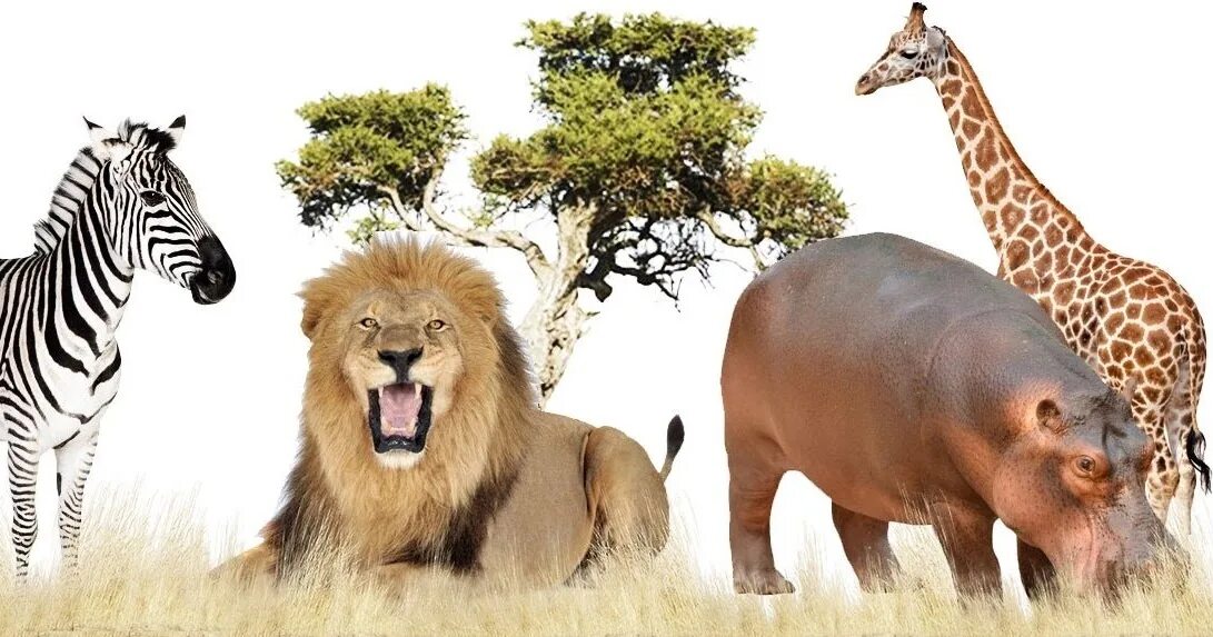 Животные Африки для детей. Голоса животных Африки. Животные Африки для детей видео. Животные сафари.