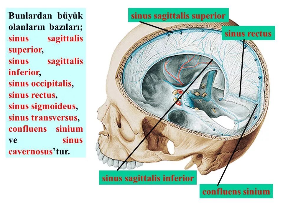 Sinus sagittalis superior