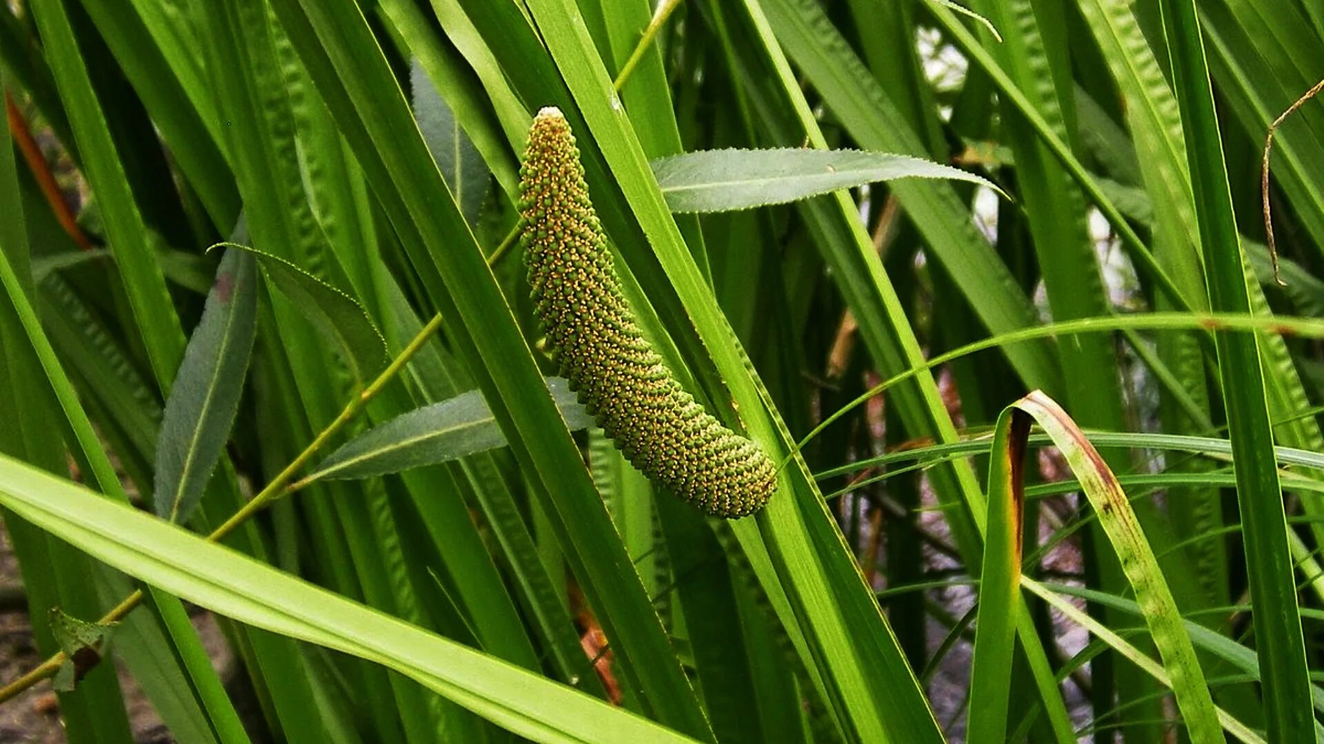 АИР обыкновенный - Acorus Calamus. АИР болотный (Acorus Calamus). Акорус Каламус. АИР болотный гигрофит. Аир фон