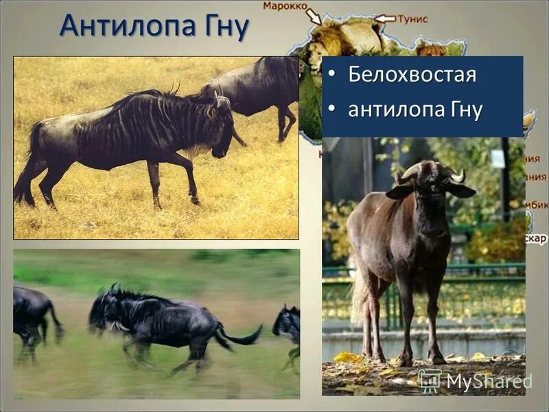 Гну ответ. Гну ответ