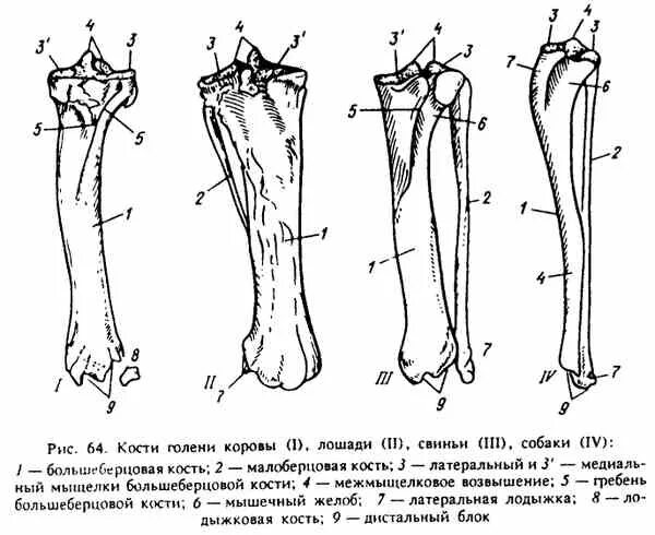 Бедра животных. Большая берцовая кость и малая берцовая кость животных. большая берцовая кость анатомия животных. кости предплечья коровы. строение берцовой кости собаки.