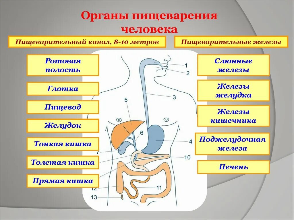 Какую функцию выполняют органы пищеварительной железы. Система строения пищеварительной системы. Схема строения пищевой системы. Пищеварительный тракт и железы схема. Функции пищеварительной системы схема.