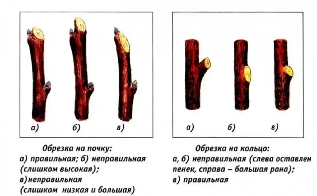 Срез на кольцо. Правильный срез веток на яблоне. Обрезка плодовых деревьев на внешнюю почку. Спил веток плодовых деревьев на кольцо. Срез на кольцо у яблони.