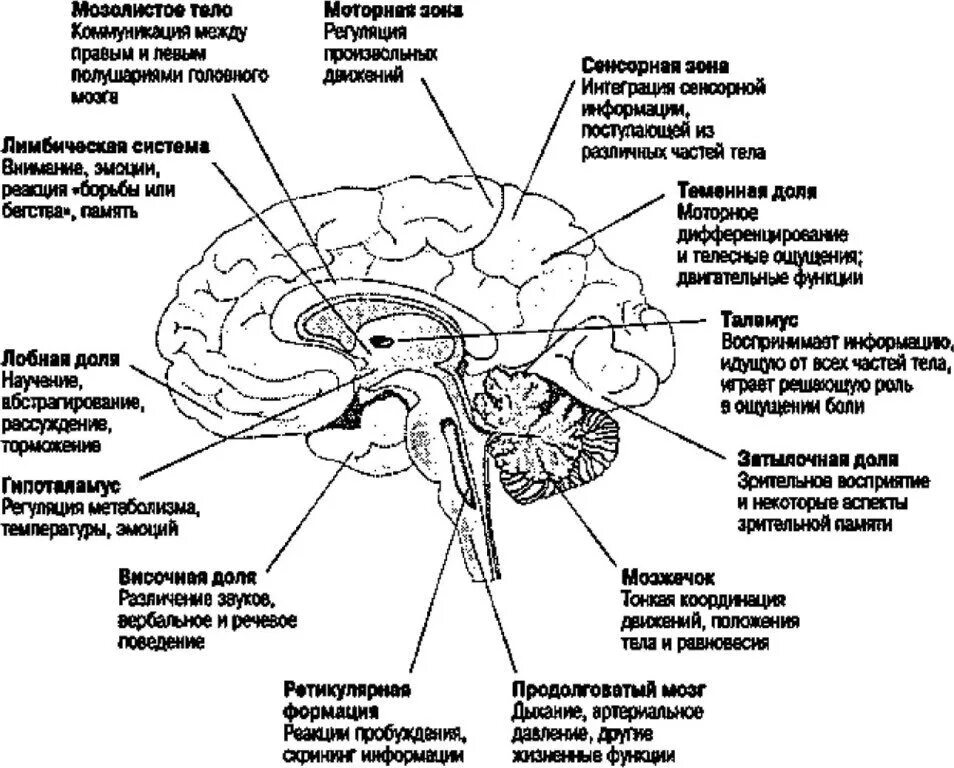 Центральная структура головного мозга. Нейрофизиология. Нейрофизиология в таблицах и схемах. Нейрофизиология эмоций. Методы исследования мозга таблица нейрофизиология.