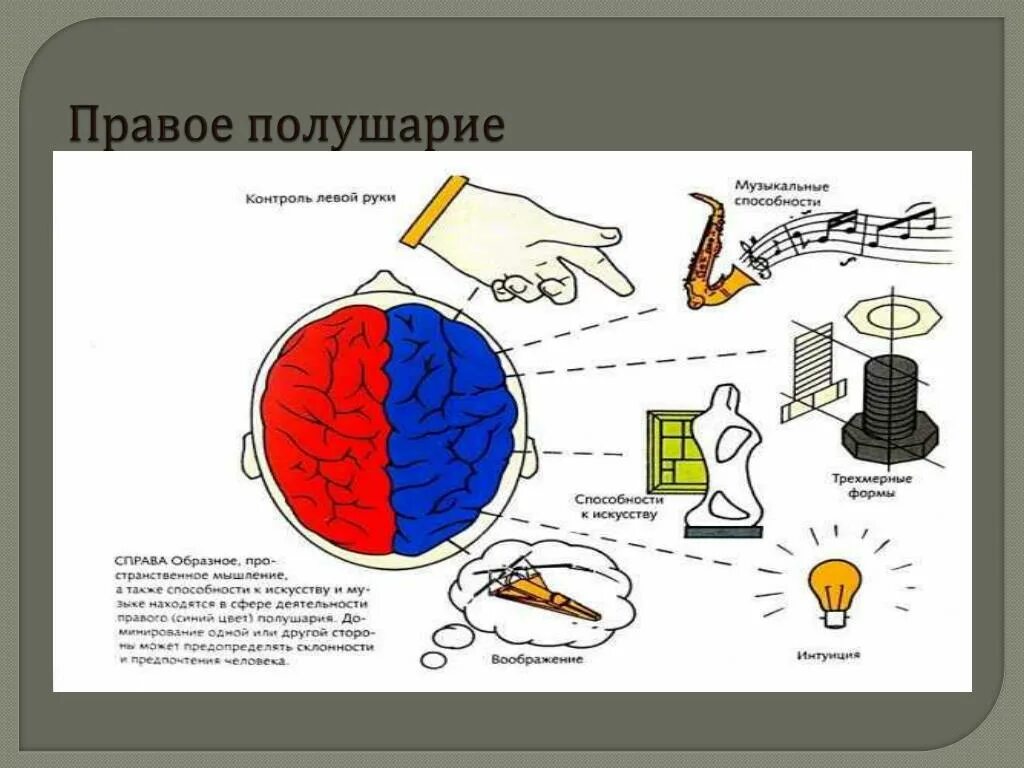 Левое полушарие какая рука