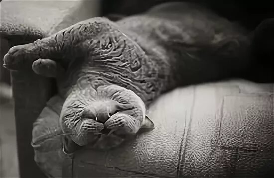 Спящий кот форум