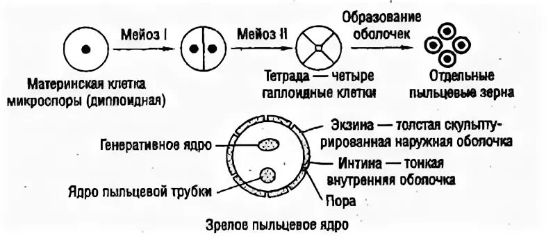 Образование пыльцевого зерна. Развитие мужских гамет пыльцевых зерен. образование пыльцевого зерна у покрытосеменных. микроспорогенез у цветковых растений. схема образования пыльцевого зерна.