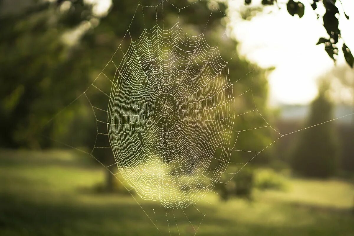 андрей стоев - за последним порогом 4 нижний мир. начало [пожилой ксеноморф]. стоев паутина слушать. картинки мировая паутина заставка на рабочий стол. стоев андрей - за последним порогом 1.
