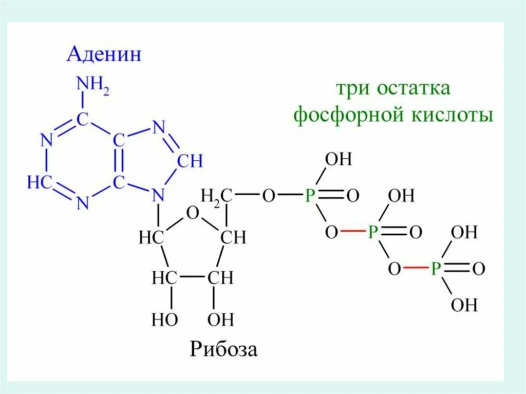 Остаток фосфорной кислоты атф. Молекула аттазотистое основание. Азотистое основание АТФ. АТФ формула. Молекула АТФ.