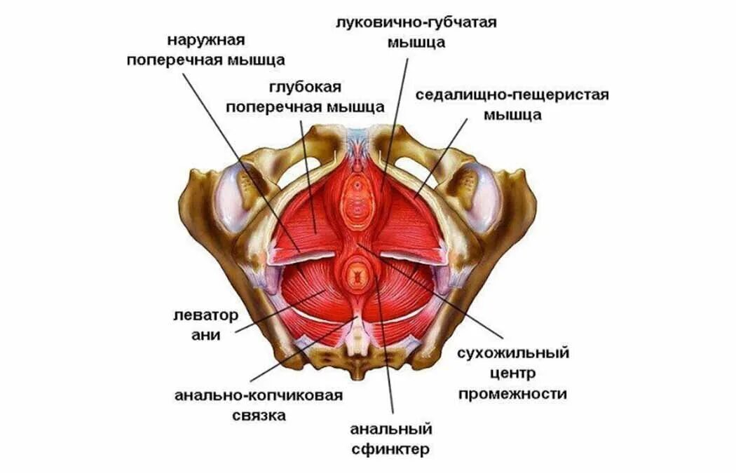 Большие внутренние половые. Мышцы малого таза анатомия строение. Мышцы тазового дна анатомия. Анатомия тазового дна у женщин. Тазовое дно анатомия Мочеполовая диафрагма.
