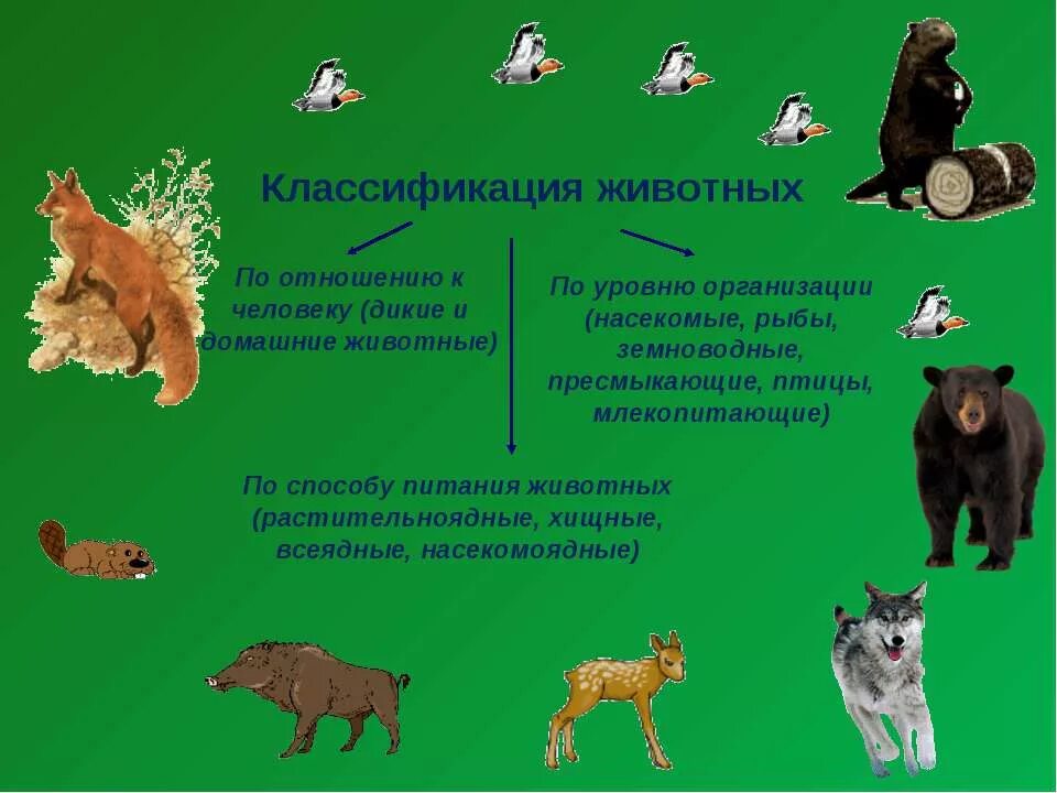 Классификация животных. Систематика домашних животных. Классификация домашних животных. Дикие и домашние животные. Уровни организации млекопитающих