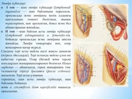Төменгі жағында қамшы