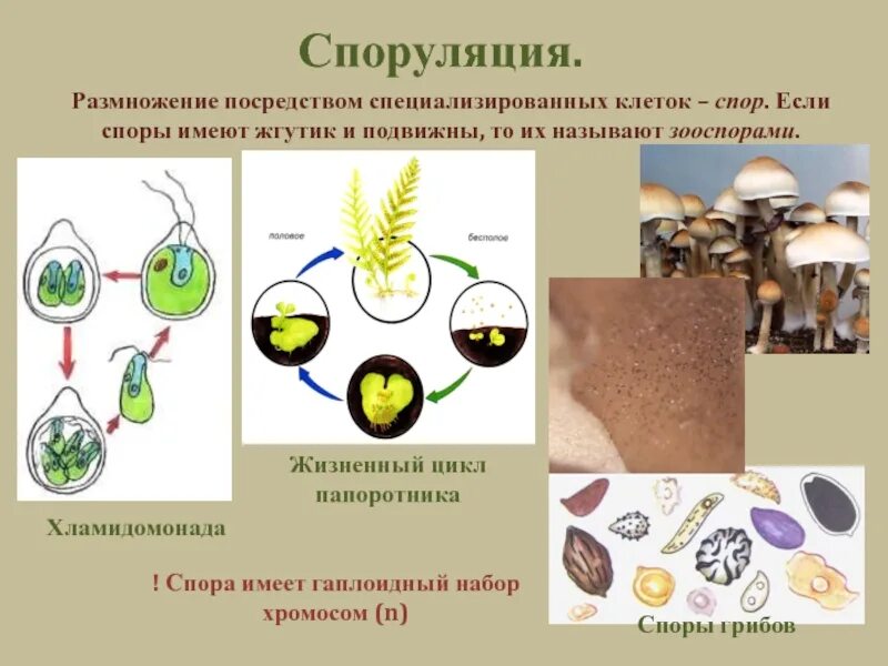 Образование неспециализированной клеточной массы развитие генеративных. Размножение живых организмов. Способы размножения живых организмов. Способы размножения биология. Размножение это в биологии.