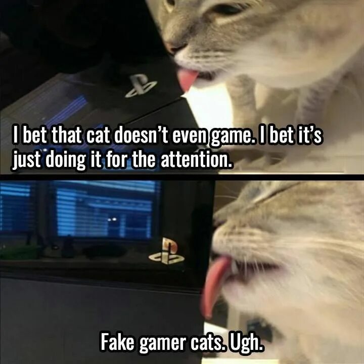 Cat doesn t. That cat. don&#039;t fake with cats. cat фейковые зеркала.