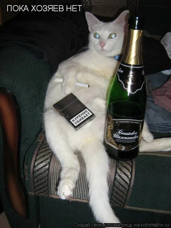 ну что ты шарик лаешь на меня. атас шухер. кошка ест шоколад. картинки пока хозяев нет дома. научишься есть всякую гадость.