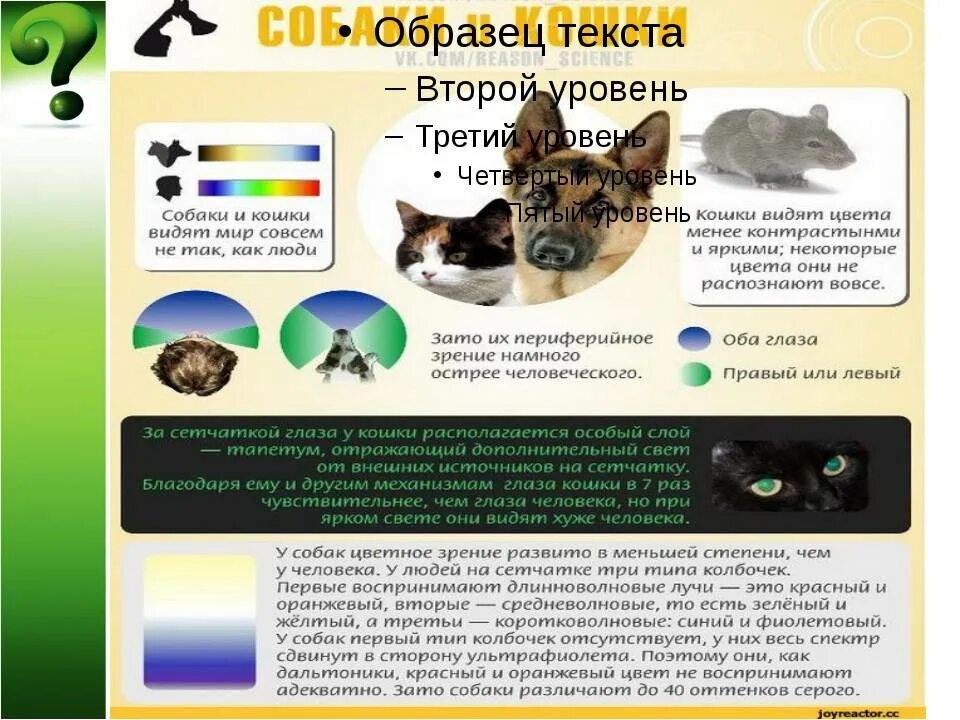 В каком цвете видят мир собаки. Зрение кошек цвета. кошки различают цвета. собаки и кошки различают цвета. различают ли кошки цвета.