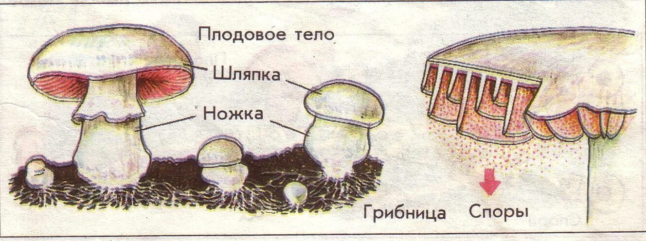 Строение плодового тела шляпочного гриба. Грибы строение шляпочных грибов. Строение шляпочного гриба мицелий. Плодовое тело споры и мицелий гриба. В шляпке гриба образуются