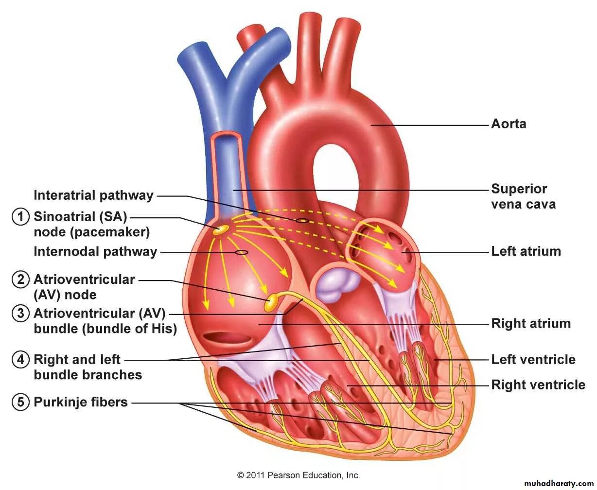 Learn the heart 0.3 8. Conduction system of the heart. conduction pathway of heart. the conducting system of the heart. сердце биология.