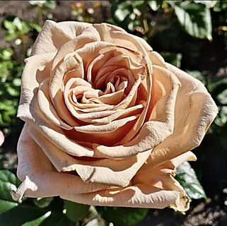 Rose premium
