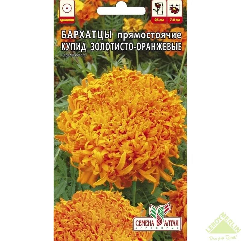 Бархатцы описание фото