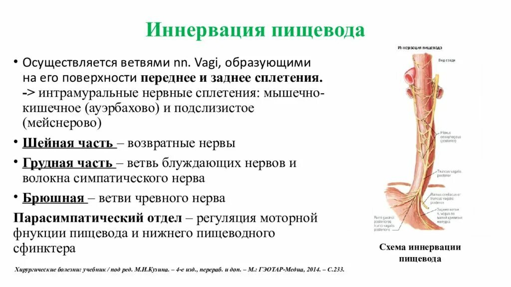 Через пищевод. Двигательная иннервация пищевода. Лимфоотток пищевода топографическая анатомия. Кровоснабжение пищевода топографическая анатомия. Топографическая анатомия грудной части пищевода.