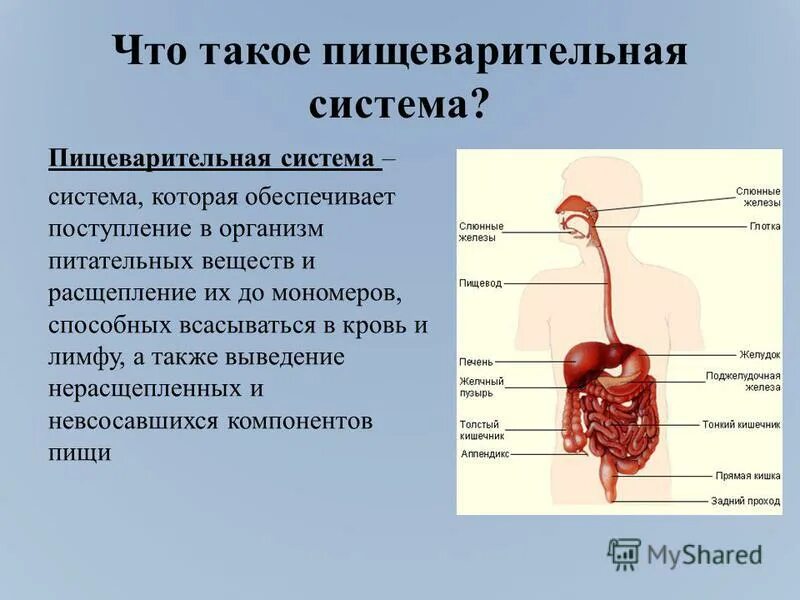 Проблемы пищеварительной системы. Органы пищеварительной системы. Строение пищеварительной системы. Анатомия органов пищеварения. Описание пищеварительной системы.