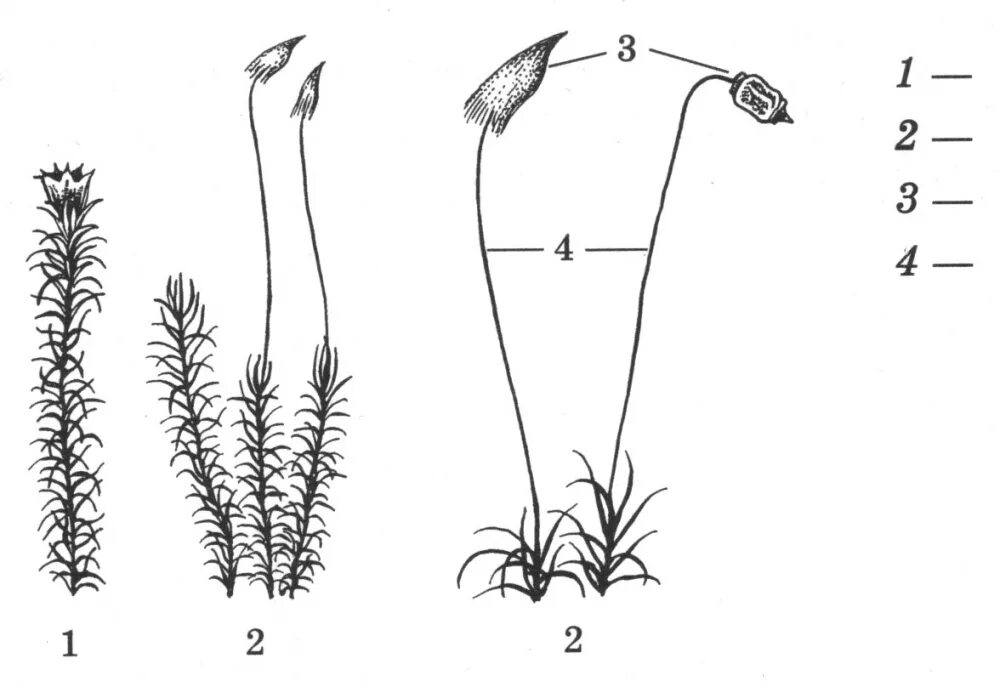 Ножка спорофита. Строение мха Кукушкин лен. Мхи Кукушкин лен и сфагнум. Старение мха кукушки Лее. Строение мха Кукушкин лен рисунок.