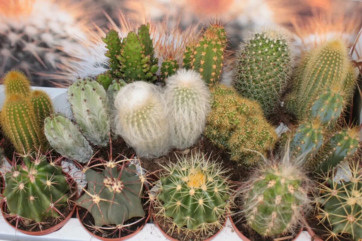 Cactus dg. Кактус цереус микс. Маммиллярия цереус. Кактус Гросса. Опунция Кактус цереус.