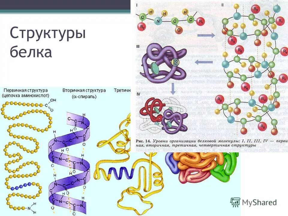 Каков состав белков