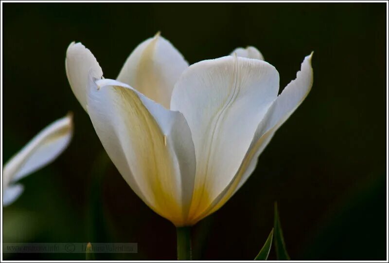 открытки с белыми тюльпанами. цветы тюльпаны белые. ах эти белые тюльпаны. ах эти белые тюльпаны. ах эти белые тюльпаны.