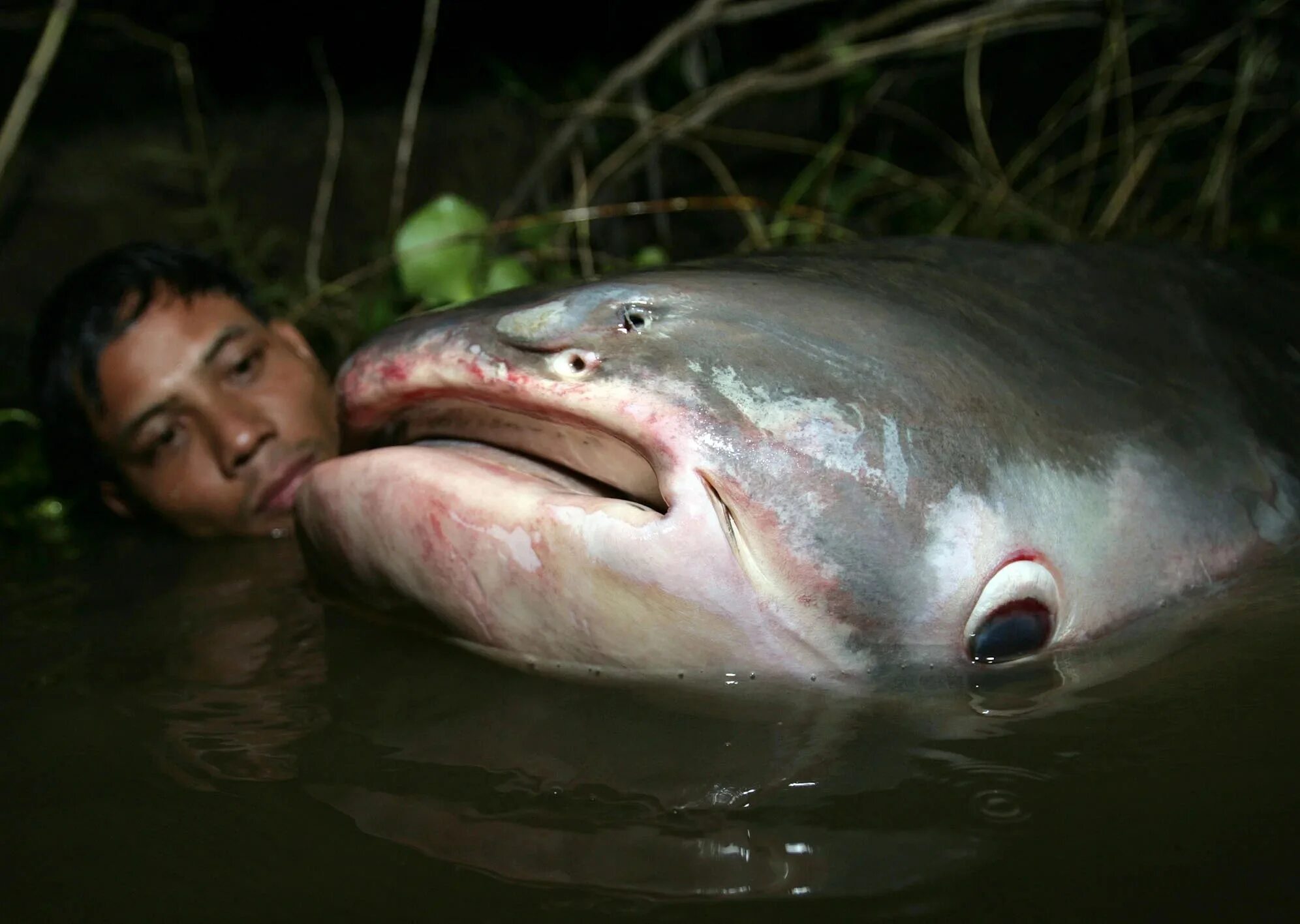 Нападения рыба. Меконгский гигантский сом. Гигантский Шильбовый сом. Mekong giant Catfish. Гигантский пангасиус.