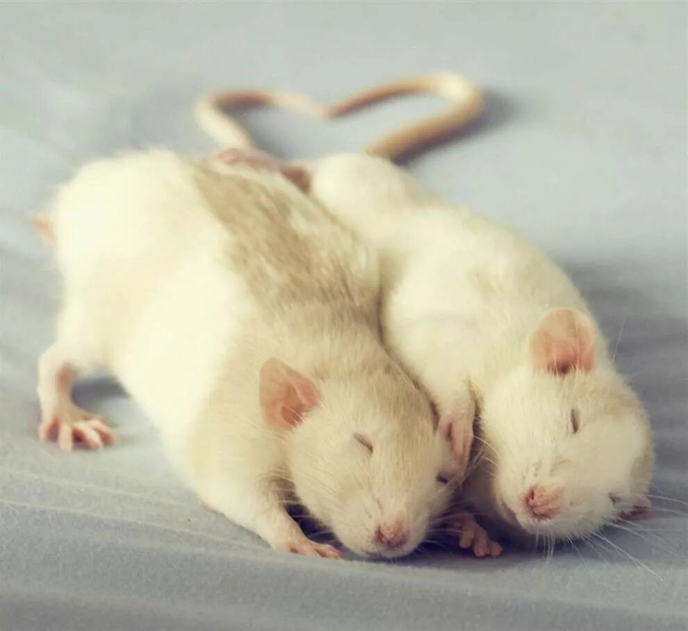 Две крысы обнимаются. Мышки паром. Мышь полевка пара. Две мышки. Парочка мышей.