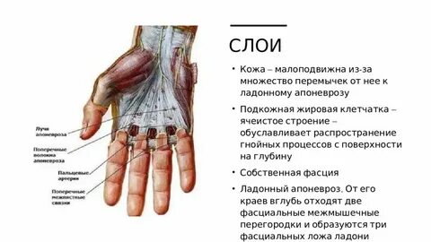 Рука суставы анатомия
