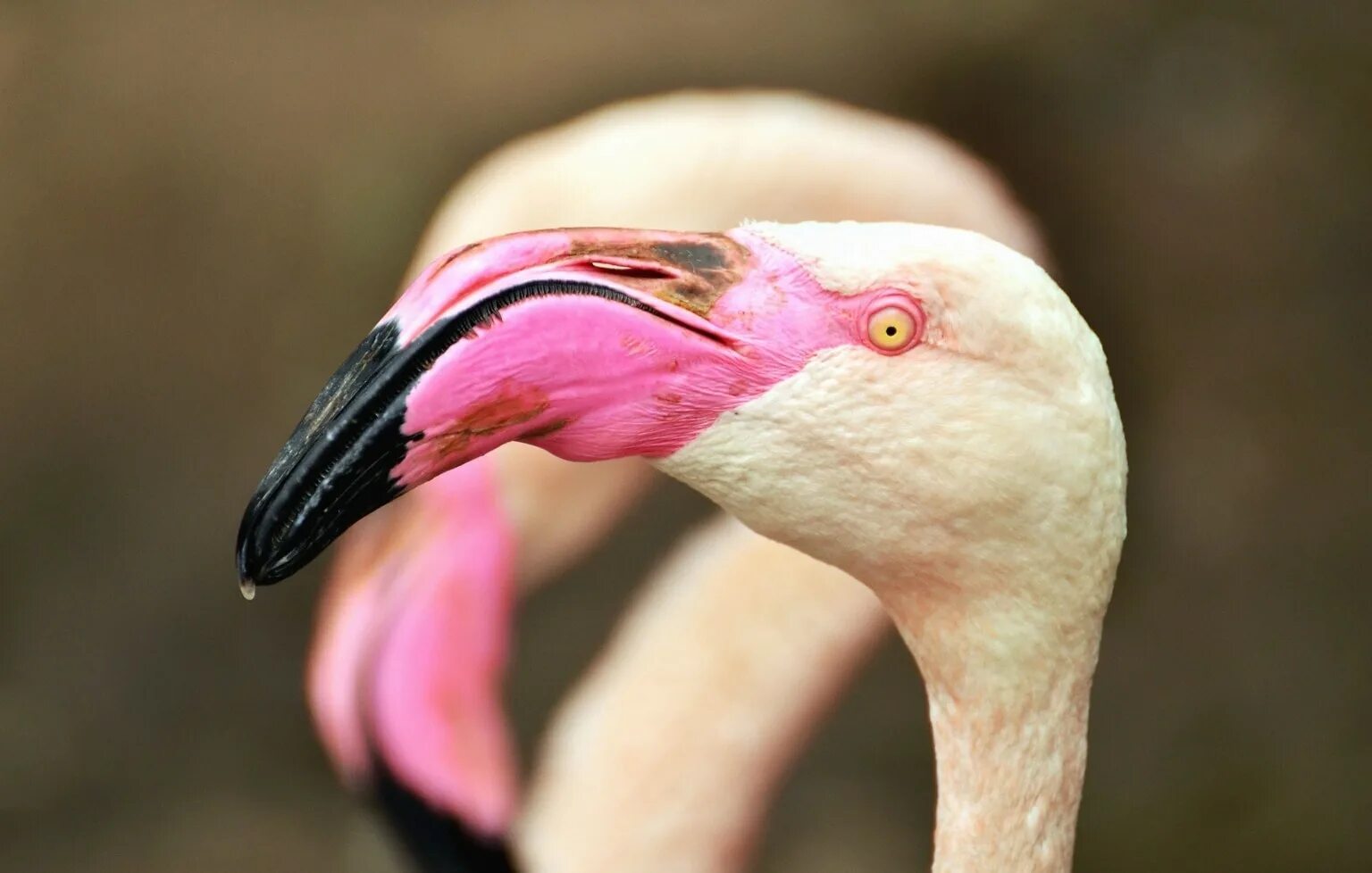 Клюв Фламинго строение. Фламинго клюв с зубами. Фламинго анфас. Розовый Фламинго клюв. Клювы и когти птиц