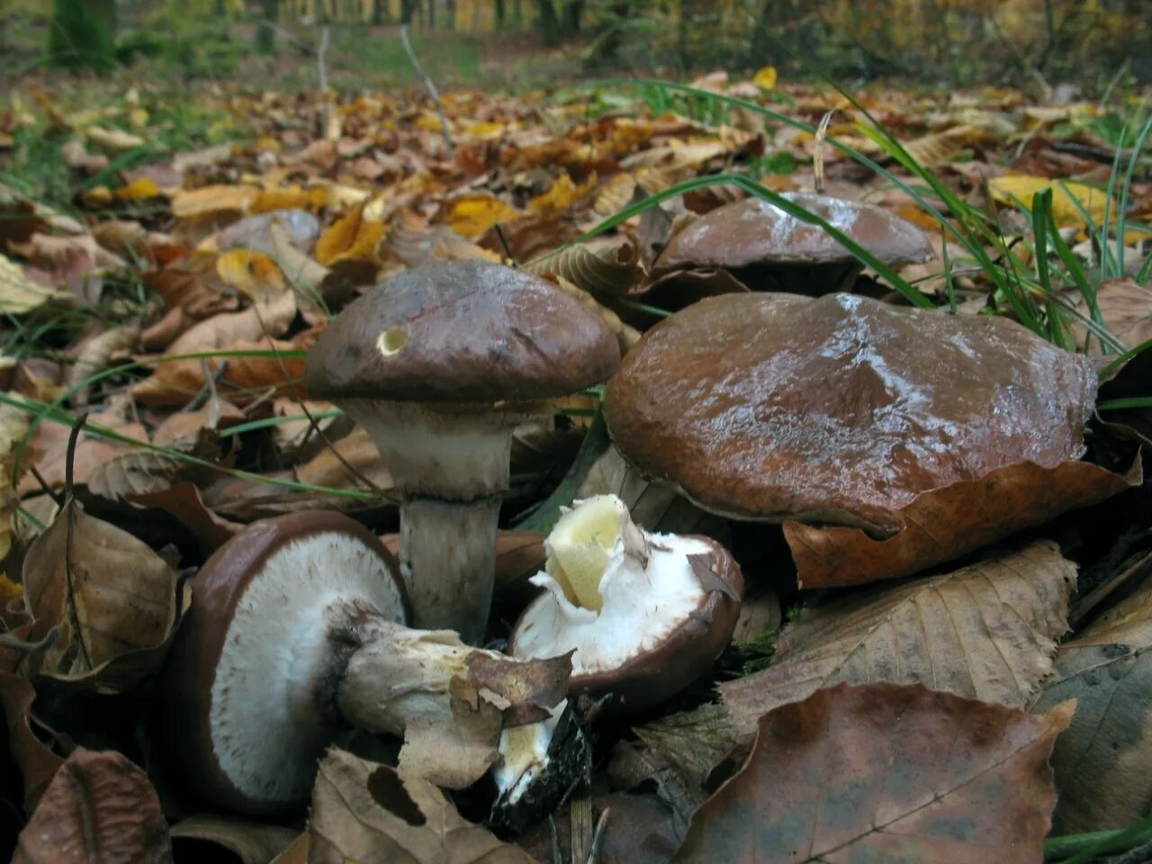 On the territory of the upper pond in Pervouralsk 2022 Рыбалка в Первоуральске и