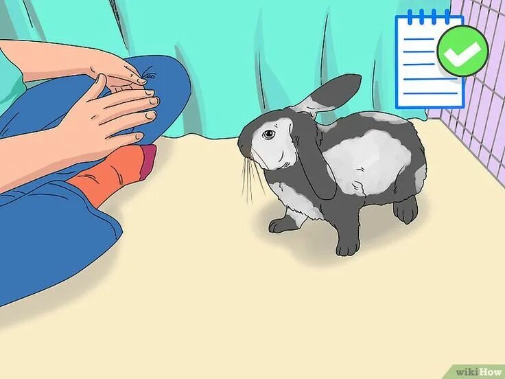 Как научить кролика. Как дрессировать кролика. кролики поддаются дрессировке.