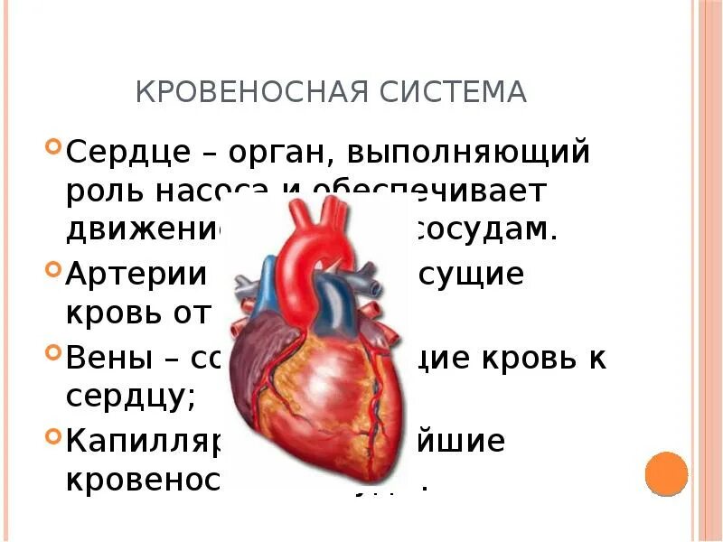 Какую функцию выполняет сердце. Кровеносная система сердце от сердца. сосуды несущие кровь от сердца к органам. кровеносные сосуды несущие кровь от сердца это. движение крови от сердца и к сердцу.