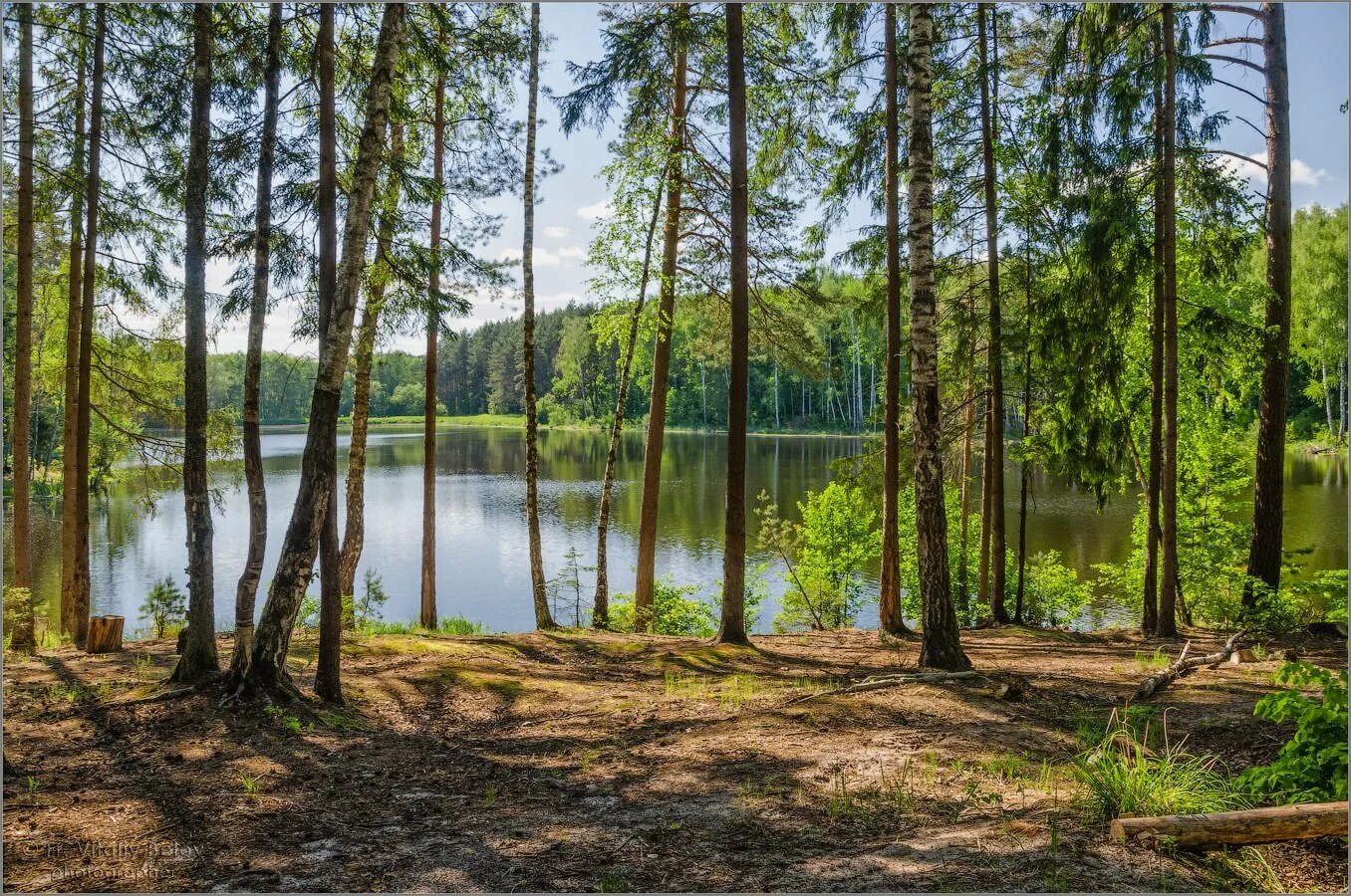 Лесное озеро в Ленинградской области. Озеро большое Всеволожск. Сосновый Бор Ленинградская область лес. Лесное озеро в Ленинградской области Всеволожский район. Участок озеро большое