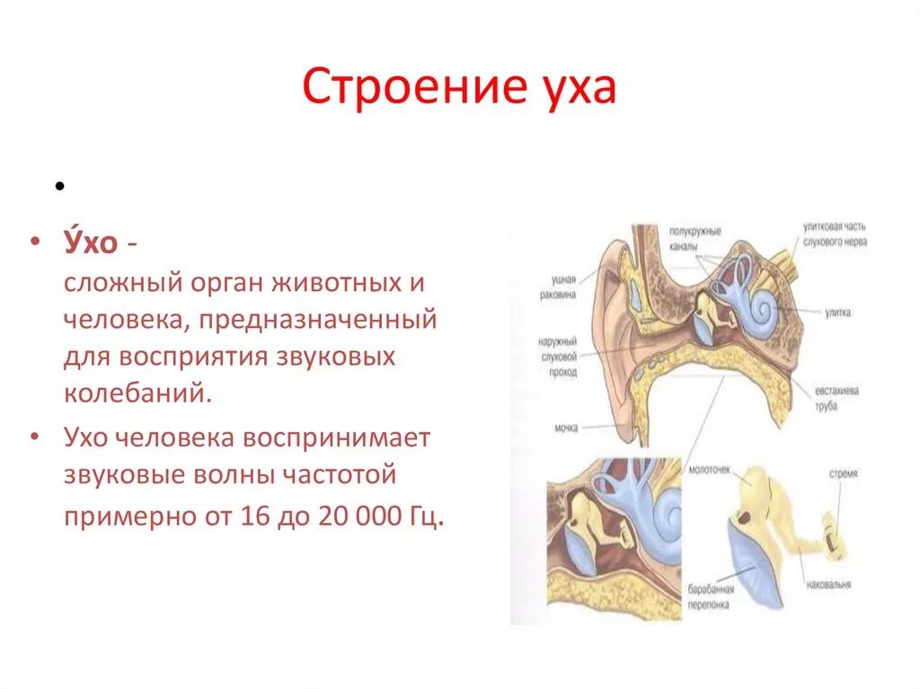 Характеристика уха человека. Строение уха человека. Ухо человека строение. Строение органа уха. Строение уха животных анатомия.