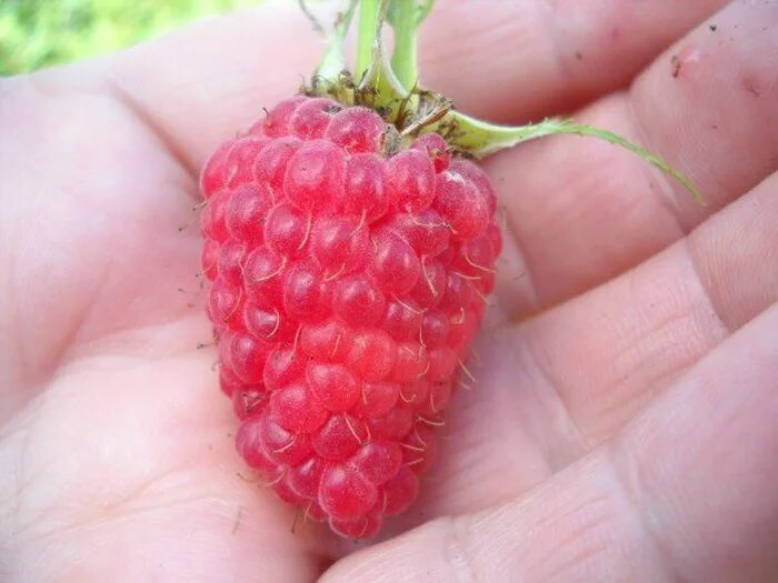 малина сорт геракл. малина сорт геракл отзывы. малина ремонтантная сорт геракл. малина ремонтантная геракл. малина ремонтантная геракл.