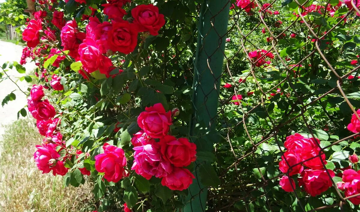 Питомник роз татьяны чех. Роза гамильтон принцесс. Питомник роз татьяны чех. Розы у татьяны на вднх. Роза прайд энд преджудис.