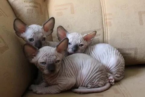 Котенок сфинкса отдам