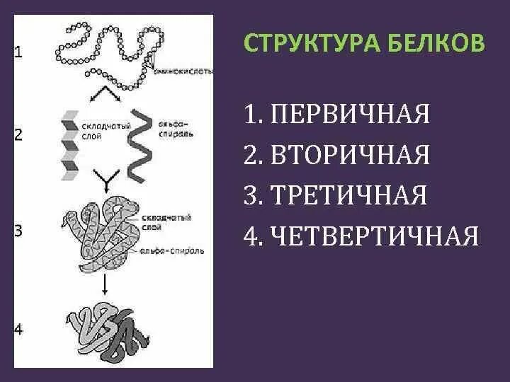 Белки первичная вторичная третичная четвертичная структуры. Строение белка первичная вторичная третичная четвертичная. Структура белка схема. Строение белка первичная вторичная третичная четвертичная структура. 4 организации белка