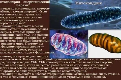 Клетка паразита