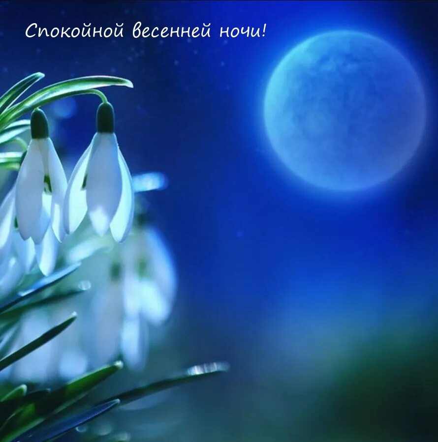 Доброго весеннего ночи. Подснежники фон. чпокойнойвесенней ночи.