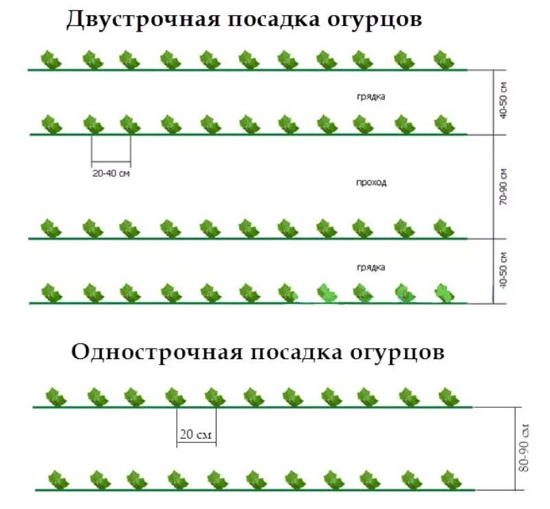 Огурцы рассада расстояние. Схема посадки огурцов в закрытом грунте. Схема высадки рассады огурцов в теплице. Схема посева огурцов в открытый грунт. Схема посева огурцов в теплице.