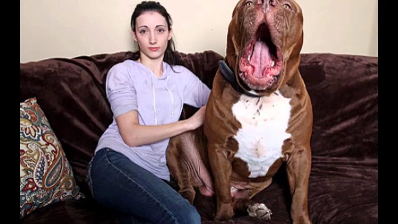 Предложение огромный пес. Питбуль Халк с человеком. Самый большой питбуль Халк. Питбуль мастиф. Халк собака питбуль.